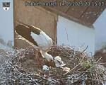 Capi_Dubne_20250514_201503.jpg
