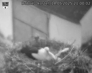 Capi_Dubne_20250514_210002.jpg (1350 x 1080)