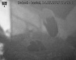 Capi_Dubne_20250514_212503.jpg
