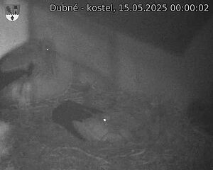 Capi_Dubne_20250515_000002.jpg (1350 x 1080)