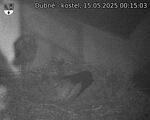 Capi_Dubne_20250515_001503.jpg