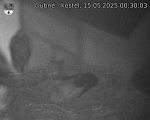Capi_Dubne_20250515_003003.jpg (1350 x 1080)