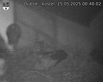 Capi_Dubne_20250515_004002.jpg