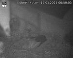 Capi_Dubne_20250515_005003.jpg
