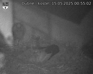 Capi_Dubne_20250515_005502.jpg (1350 x 1080)