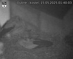 Capi_Dubne_20250515_014003.jpg