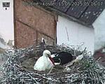 Capi_Dubne_20250515_051607.jpg