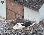 Capi_Dubne_20250515_052502.jpg
