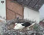 Capi_Dubne_20250515_053003.jpg