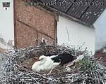 Capi_Dubne_20250515_053502.jpg