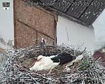 Capi_Dubne_20250515_054503.jpg