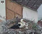 Capi_Dubne_20250515_061503.jpg