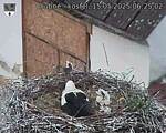 Capi_Dubne_20250515_062502.jpg