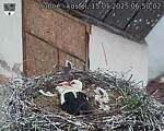 Capi_Dubne_20250515_065002.jpg
