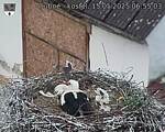 Capi_Dubne_20250515_065503.jpg