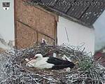 Capi_Dubne_20250515_070503.jpg