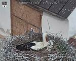 Capi_Dubne_20250515_080002.jpg