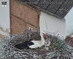 Capi_Dubne_20250515_081003.jpg
