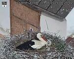 Capi_Dubne_20250515_082502.jpg