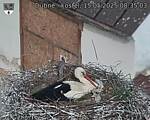 Capi_Dubne_20250515_083503.jpg
