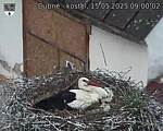 Capi_Dubne_20250515_090002.jpg