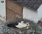 Capi_Dubne_20250515_091502.jpg