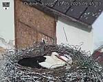 Capi_Dubne_20250515_094503.jpg
