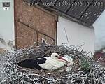 Capi_Dubne_20250515_101503.jpg