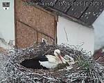 Capi_Dubne_20250515_102003.jpg