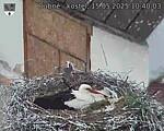 Capi_Dubne_20250515_104003.jpg