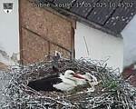 Capi_Dubne_20250515_104502.jpg