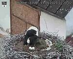 Capi_Dubne_20250515_112002.jpg