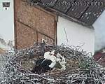 Capi_Dubne_20250515_120003.jpg