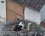 Capi_Dubne_20250515_123503.jpg