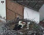 Capi_Dubne_20250515_125003.jpg