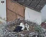 Capi_Dubne_20250515_125502.jpg