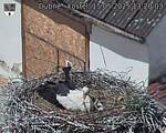 Capi_Dubne_20250515_132003.jpg