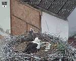Capi_Dubne_20250515_143502.jpg