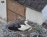 Capi_Dubne_20250515_154503.jpg