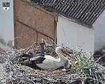 Capi_Dubne_20250515_161503.jpg