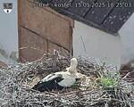 Capi_Dubne_20250515_182503.jpg