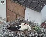 Capi_Dubne_20250515_192003.jpg