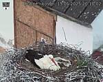 Capi_Dubne_20250515_201002.jpg