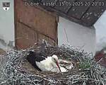 Capi_Dubne_20250515_202003.jpg