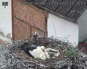 Capi_Dubne_20250515_203003.jpg (1350 x 1080)