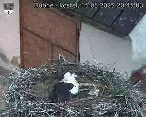 Capi_Dubne_20250515_204503.jpg (1350 x 1080)