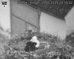 Capi_Dubne_20250515_205502.jpg