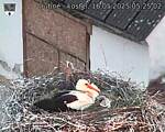 Capi_Dubne_20250516_052502.jpg