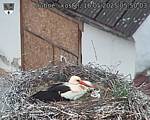 Capi_Dubne_20250516_055003.jpg