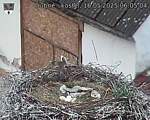 Capi_Dubne_20250516_060504.jpg